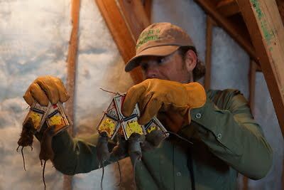 mouse trapping